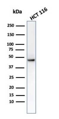 Western Blot: Cytokeratin 8 Antibody (C-43)Azide and BSA Free [NBP3-11481]