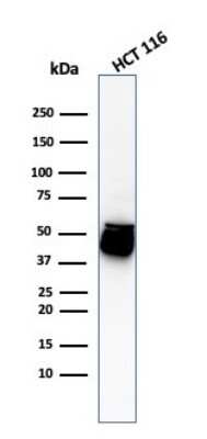 Western Blot: Cytokeratin 8 Antibody (H1+TS1)Azide and BSA Free [NBP2-34627]