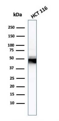 Western Blot: Cytokeratin 8 Antibody (H1)Azide and BSA Free [NBP2-34626]