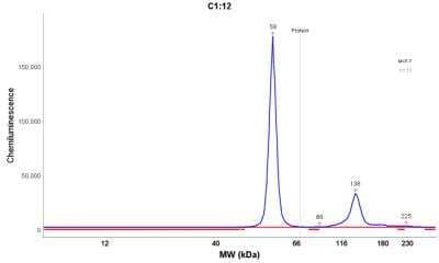 Simple Western: Cytokeratin 8 Antibody (H1) [NBP2-34265]