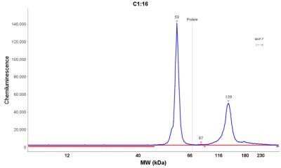 Simple Western: Cytokeratin 8 Antibody (K8/383)Azide and BSA Free [NBP2-34656]