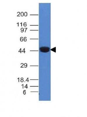 Western Blot: Cytokeratin 8 Antibody (K8/383)Azide and BSA Free [NBP2-34656]