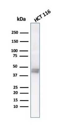 Western Blot: Cytokeratin 8 Antibody (K8.8)Azide and BSA Free [NBP2-34654]