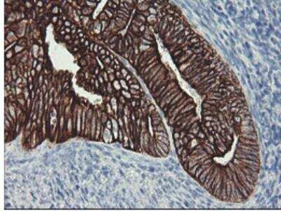 Immunohistochemistry-Paraffin: Cytokeratin 8 Antibody (OTI1B12) [NBP1-48281]