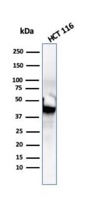 Western Blot: Cytokeratin 8 Antibody (SPM192)Azide and BSA Free [NBP2-34400]