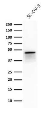 Western Blot: Cytokeratin 8 Antibody (TS1)Azide and BSA Free [NBP2-34501]