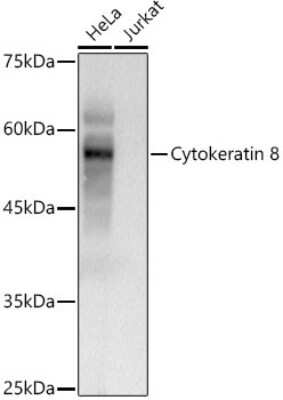 Western Blot: Cytokeratin 8 AntibodyAzide and BSA Free [NBP2-92958]