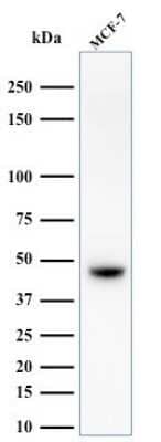 Western Blot: Cytokeratin, HMW Antibody (34BE12)Azide and BSA Free [NBP2-34533]