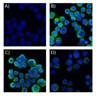 Staining of Cytokeratin, pan in MCF-7 Cells Using Conjugated Cytokeratin, pan Antibody