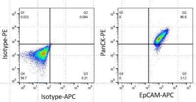 Flow Cytometry of Human Epithelial Cells Stained with Conjugated Cytokeratin, pan Antibody