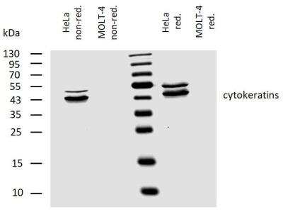 Western Blot: Cytokeratin, pan Antibody (C-11)BSA Free [NBP1-48348]
