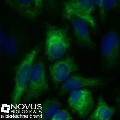 Immunocytochemistry/ Immunofluorescence: Cytokeratin, pan Antibody (C-11) - BSA Free [NBP1-48348]