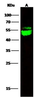 Western Blot: Cytosol Nonspecific Dipeptidase (CNDP2)/CPGL Antibody (001) [NBP2-90494]