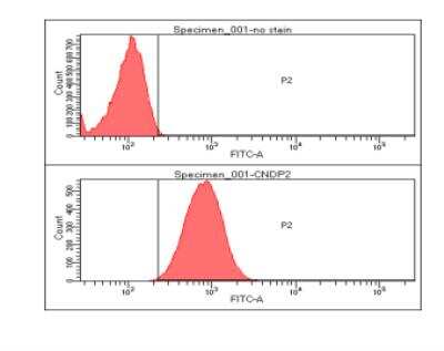 Flow Cytometry: Cytosol Nonspecific Dipeptidase (CNDP2)/CPGL Antibody (15E5) - BSA Free [NBP2-22557]