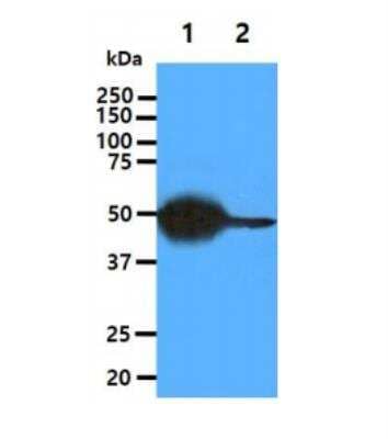 Western Blot: Cytosol Nonspecific Dipeptidase (CNDP2)/CPGL Antibody (15E5)BSA Free [NBP2-22557]