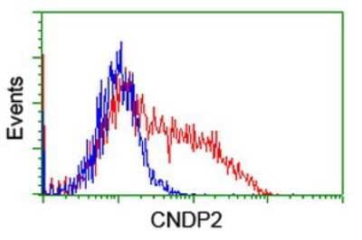 Flow Cytometry: Cytosol Nonspecific Dipeptidase (CNDP2)/CPGL Antibody (OTI8A2) [NBP2-00953]