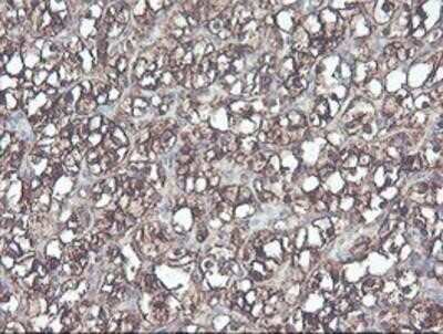 Immunohistochemistry-Paraffin: Cytosol Nonspecific Dipeptidase (CNDP2)/CPGL Antibody (OTI8A2) [NBP2-00953]