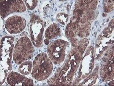 Immunohistochemistry-Paraffin: Cytosol Nonspecific Dipeptidase (CNDP2)/CPGL Antibody (OTI8A2) [NBP2-00953]