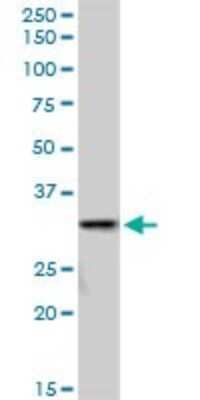 Western Blot: SULT1A3 Antibody [H00006818-B02P]