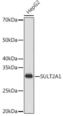 Western Blot: Cytosolic Sulfotransferase 2A1/SULT2A1 Antibody (4A3H6) [NBP3-16665]