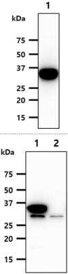 Western Blot: Cytosolic Sulfotransferase 2A1/SULT2A1 Antibody (AT13E10)BSA Free [NBP2-61163]