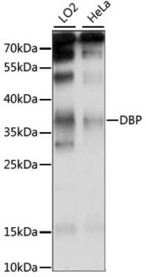 Western Blot: D Box Binding Protein AntibodyAzide and BSA Free [NBP2-92224]