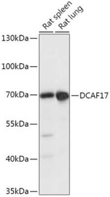 Western Blot: D-Glutamate Cyclase AntibodyAzide and BSA Free [NBP2-92381]