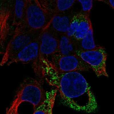 Immunocytochemistry/ Immunofluorescence: D2HGDH Antibody [NBP2-68763]