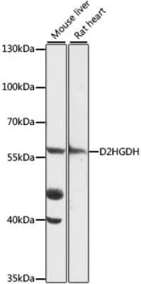 Western Blot: D2HGDH AntibodyAzide and BSA Free [NBP2-92309]