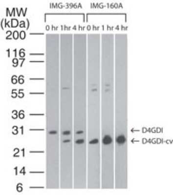 Western Blot: D4-GDI/RhoGDI2 Antibody (10D774)Azide and BSA Free [NBP2-80690]