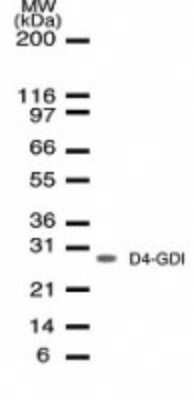 Western Blot: D4-GDI/RhoGDI2 Antibody (10D774)Azide and BSA Free [NBP2-80690]