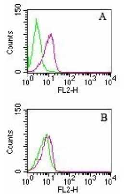 Flow (Intracellular): D4-GDI/RhoGDI2 Antibody (97A1015) - (cleavage specific) - BSA Free [NB100-56725]