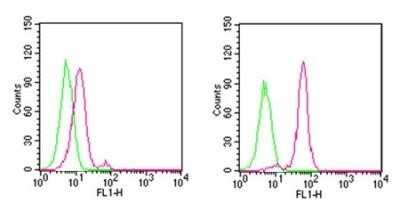 Flow (Intracellular): D4-GDI/RhoGDI2 Antibody (97A1015) - (cleavage specific) - BSA Free [NB100-56725]