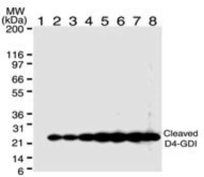 Western Blot: D4-GDI/RhoGDI2 Antibody (97A1015)(cleavage specific)BSA Free [NB100-56725]