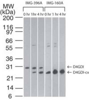 Western Blot: D4-GDI/RhoGDI2 Antibody (97A1015)(cleavage specific)BSA Free [NB100-56725]