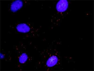 Proximity Ligation Assay: DAAM1 Antibody (4H3) [H00023002-M03]