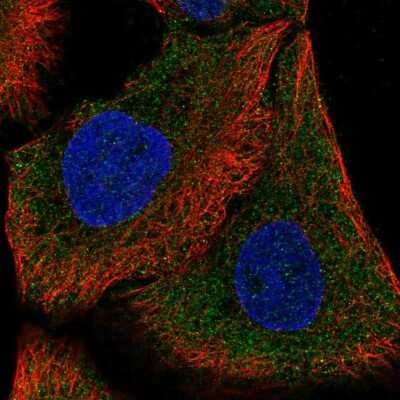 Immunocytochemistry/ Immunofluorescence: DAAM1 Antibody [NBP2-57494]