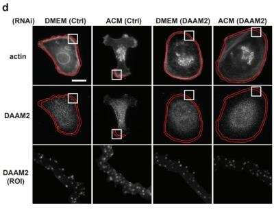 Immunocytochemistry/ Immunofluorescence: DAAM2 Antibody [NBP2-47496]