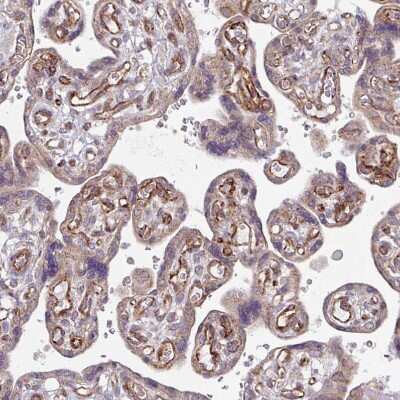 Immunohistochemistry-Paraffin: DAAM2 Antibody [NBP2-47496]