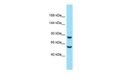 Western Blot: DAAM2 Antibody [NBP2-87243]