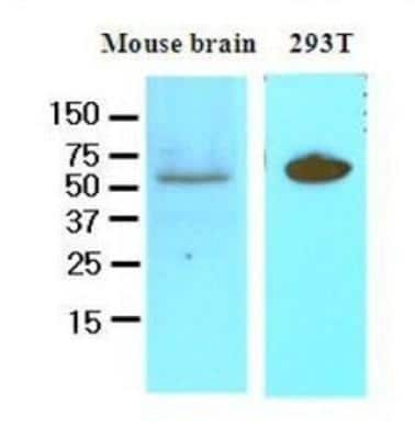 Western Blot: DACT3/Dapper 3 Antibody (2A5)BSA Free [NBP1-19052]