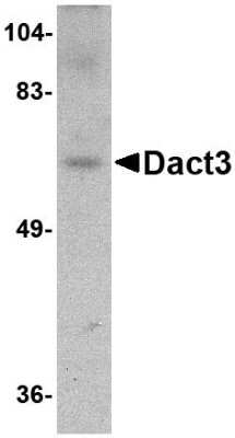 Western Blot: DACT3/Dapper 3 AntibodyBSA Free [NBP1-76340]