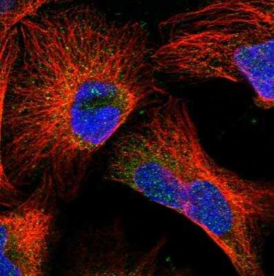 Immunocytochemistry/ Immunofluorescence: DAD1 Antibody [NBP1-82466]