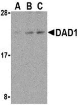 Western Blot: DAD1 AntibodyBSA Free [NB600-669]