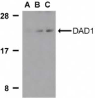 Western Blot: DAD1 AntibodyBSA Free [NBP1-77197]