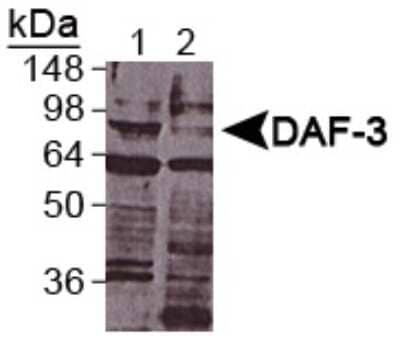 Western Blot: DAF-3 Antibody [NB100-1924]