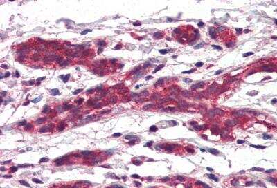 Immunohistochemistry-Paraffin: DAGLA Antibody [NBP1-20905]