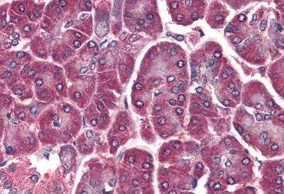 Immunohistochemistry-Paraffin: DAGLA Antibody [NBP1-20905]