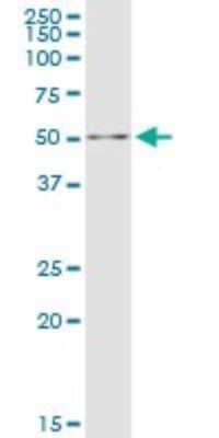 Western Blot: DALRD3 Antibody [H00055152-B01P]