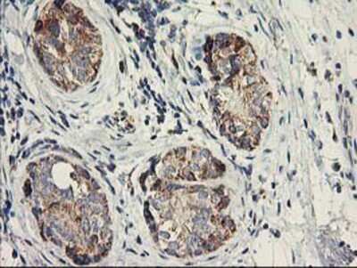 Immunohistochemistry-Paraffin: COCO/DAND5 Antibody (OTI2H3) [NBP2-01223]